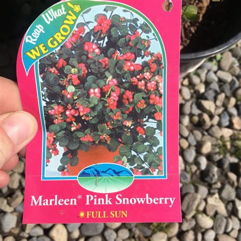 Morden Pink Snowberry Trees And Shrubs › Anything Grows