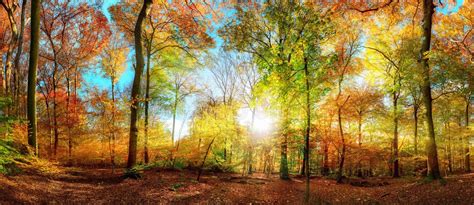 Colorful Forest Panorama In Autumn Stock Image Image Of Glorious
