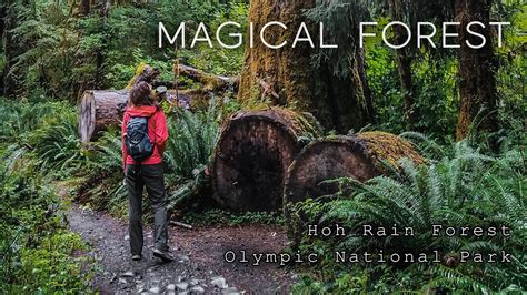 Hoh Rainforest In Olympic National Park Washington State Usa