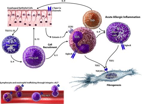 Emerging Therapies For Eosinophilic Esophagitis Journal Of Allergy