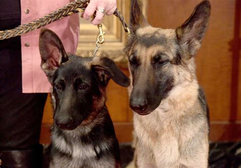 American Kennel Club Announces Most Popular Of Dog Breeds Of 2017