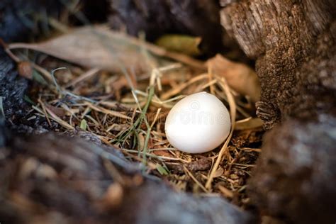 Small White Egg In Wild Bird Nest In The Hollow Of A Tree Stock Image
