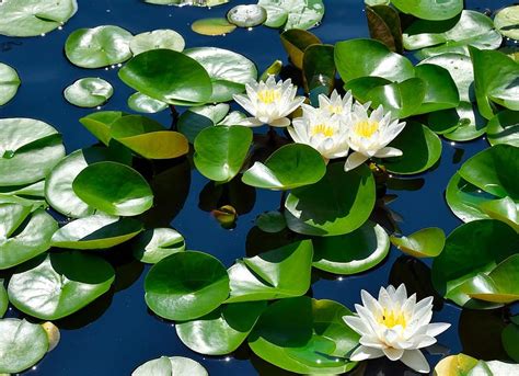 Water Lily Lily Pad Pond Flower Floral Beauty Nature Lily Pad