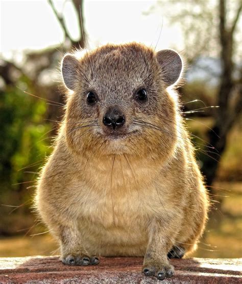 Parshablog The Hyrax Practicing Caecotrophy