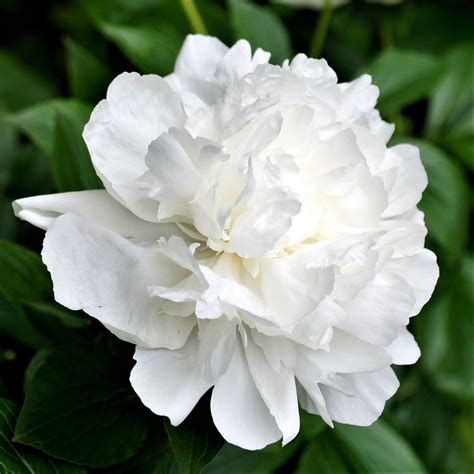 Beautiful White Peony Bulbs For Sale Duchesse De Nemours Easy To