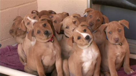 Placing puppies in pa, nj, ny, md, de and dc since 1973! Cute Pit Bull Terrier Puppies - YouTube