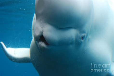 Funny Beluga Whale Photograph By Dejavu Designs