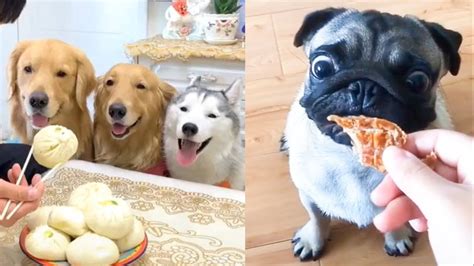 Funny Dog Reaction To Dog Food Funny Dog Food Reaction Compilation