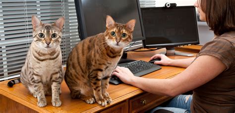 10 Animals That Make The Best Office Pets My Pet Needs That
