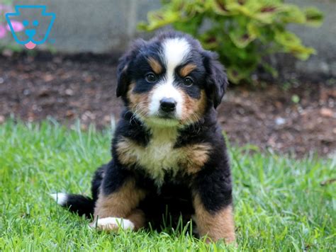 The bernese mountain dog mix can have multiple purebred or mixed breed lineage. Cherry | Bernese Mountain Dog Mix Puppy For Sale ...