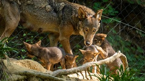 Six New Red Wolf Pups Begin To Explore Their Habitat Youtube