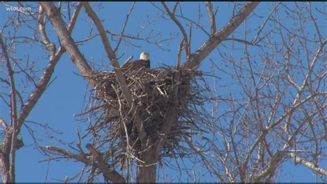 What A Comeback Bald Eagles Thriving In Northwest Ohio Youtube