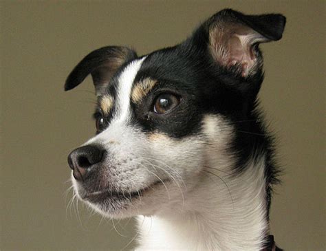3,041 likes · 1 talking about this · 3,968 were here. LIFE SPAN OF RAT TERRIER