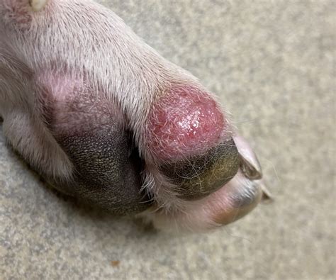 How Do I Stop My Dog From Chewing His Paws