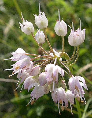 Nodding Onion The Edible And Medicinal Plants Of The Pacific Northwest