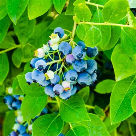 Appliances, bath, kitchen, tools, hardware, storage,. Fruit Trees & Plants - Edible Garden - The Home Depot