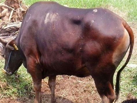 Tujuannya tentu saja untuk memudahkan masyarakat yang ingin berqurban, tapi tidak punya harga yang ditawarkan sama persis dengan yang tertera di website resminya. Jual Hewan Qurban Depok | Wadi Qibas Farm - Qurban dan Aqiqah