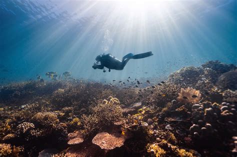 Important Things To Know Before You Go Scuba Diving Injuredly