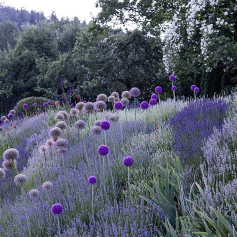 We did not find results for: Pin von Kseniya Nichols (Pechiy) auf Garten | Garten ...
