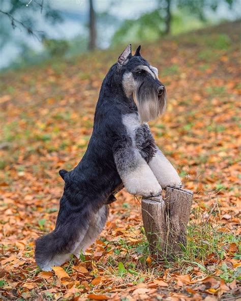 See This Instagram Photo By Pelihuana1 94 Likes Schnauzer Breed