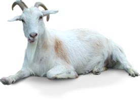 Check spelling or type a new query. Goat PNG images free download, goat PNG
