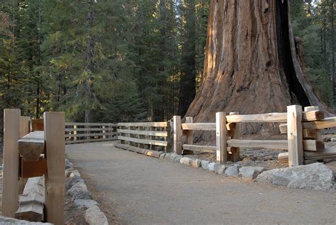 Free Photo General Sherman Tree Path In Sequoia Nat Bspo06 Forest
