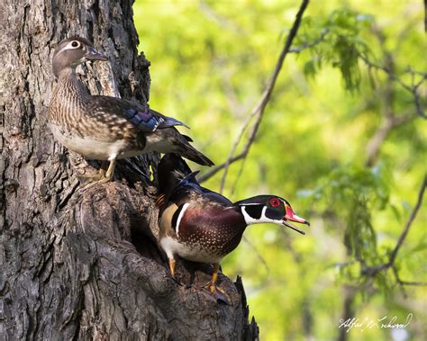 Wood Ducks At The Nest20a3871 Thought I Would Visit My Lo Flickr