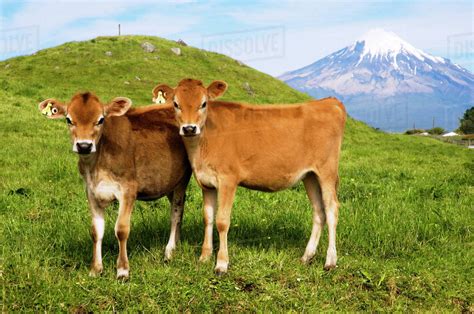 New Zealand North Island Taranaki Dairy Cows In Green Grassy Paddock