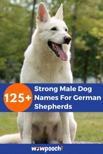 Top 125 Strong Male Dog Names For German Shepherds Wowpooch