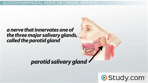 Cranial Nerves Of The Face And Mouth Overview And Diagram Lesson