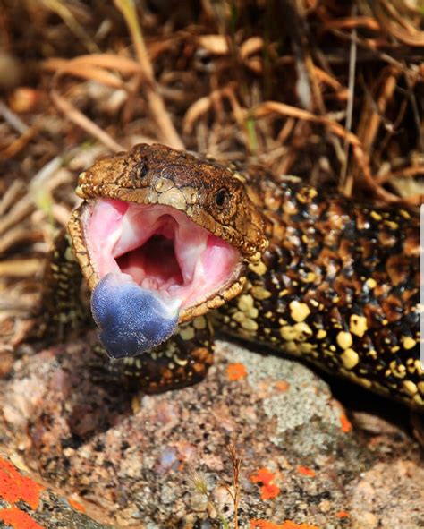 Blue Tongue Lizard Australia Oc Rwildlifephotography