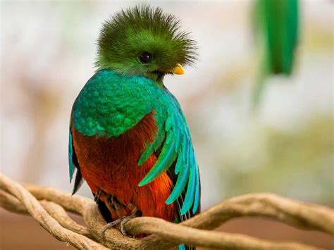 Dónde ver animales en peligro de extinción en México - Dónde Ir