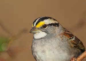 White Throated Sparrow Falmouth Birds