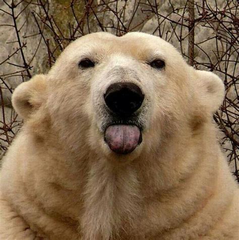 A Polar Bears Fur Is Actually Translucent Not White Hence Why When