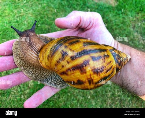 Loyalität Spezifität Sparen giant west african snail Unterhalten