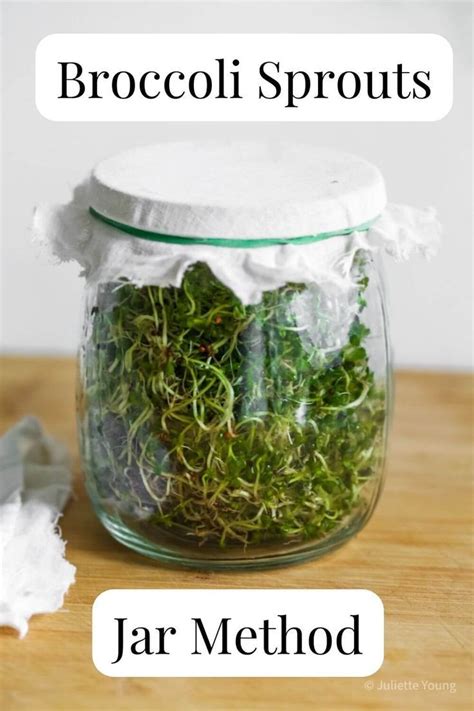 How To Grow Broccoli Sprouts Jar Method Artofit