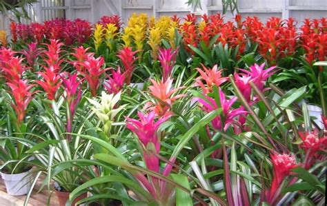 Growing Concerns Interior Tropical Plant Guide Indoor