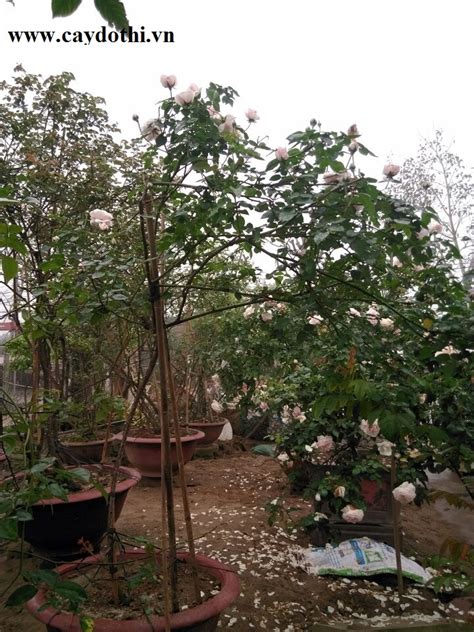 Nsnd hồng vân và lê tuấn anh trong phim cô thủ môn tội nghiệp năm 1996. Trồng bán cây hoa hồng văn khôi, hoa hồng văn khôi, hoa ...