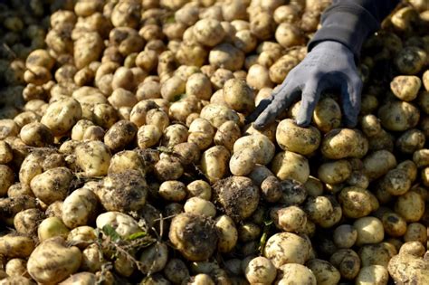 En economía y en términos común, el excedente (excedente económico o bienestar total o excedente marshaliano) es la diferencia entre el valor de los bienes y servicios producidos por una comunidad durante un determinado período de tiempo y el valor de la parte de esos bienes y servicios. Leche, vino, patatas... ¿qué hacer con los excedentes de ...