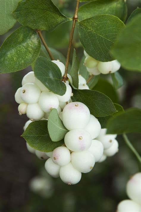 Growing Snowberry Shrubs In The Garden Winter Plants