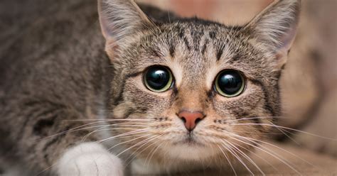 What To Do When A Cat Is Scared By Fireworks Sepicat