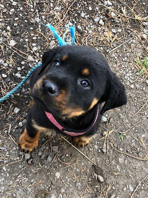 Rottweiler puppies for sale in south carolina, sc; **LAST BITCH** Full Rottweiler puppies for sale ...