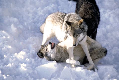 Alpha Male And Female Wolves Asserting Dominance Over Low Ra Flickr