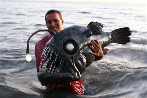 Angler Fish Deep Sea Fish Weird Sea Creatures Sea Fish Deep Sea