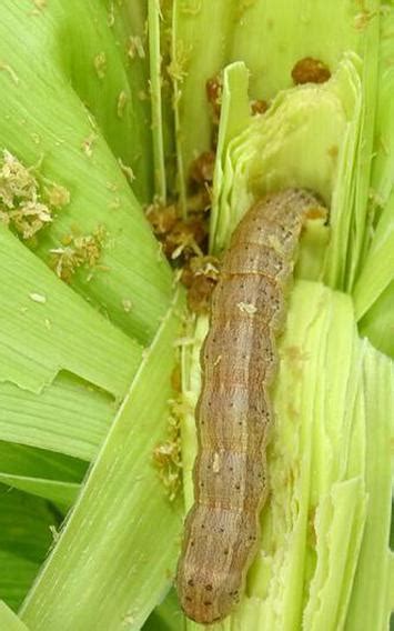 Fall Armyworm In Maize Spreads To Tn Karnataka Takes Steps To Curb