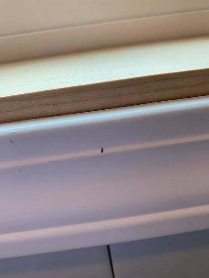 Tiny Black Bugs Around Window Sill Bugguidenet