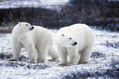 Polar Bear Extinction By 2100arctic Warming Natures Zeal