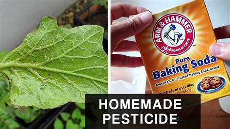 Homemade Baking Soda Pesticide Combat Aphids In Plants And Leafy