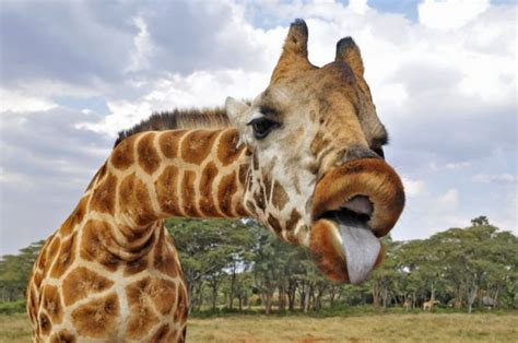 Funny Giraffe Tongue Image For Friendster