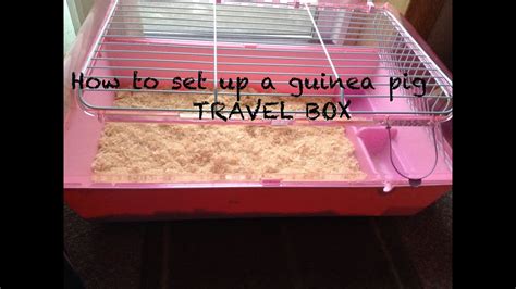 How To Travel Safely With Guinea Pigs Youtube